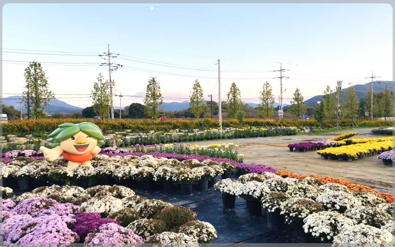 연천 국화축제_9