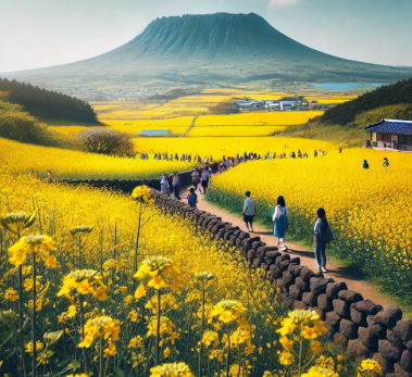 제주 남부 유채꽃 예쁜 곳 추천 (서귀포, 중문, 남원)