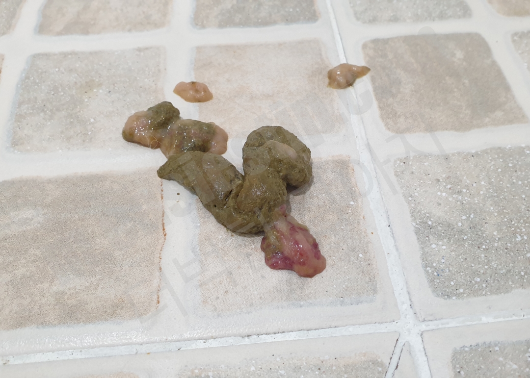 피가 섞인 강아지 똥