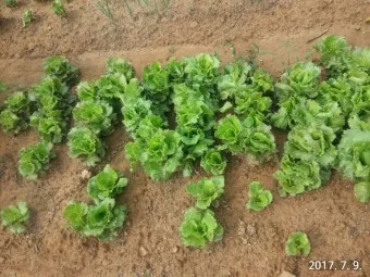 반려식물 입문 키우기 물주기 햇빛선택 기준 시니어에게 좋은 목록_3