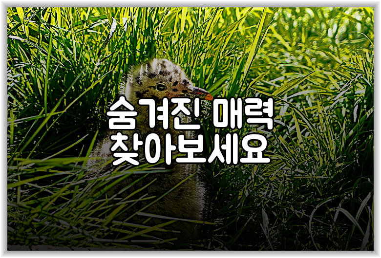 숨겨진 매력 찾아보세요