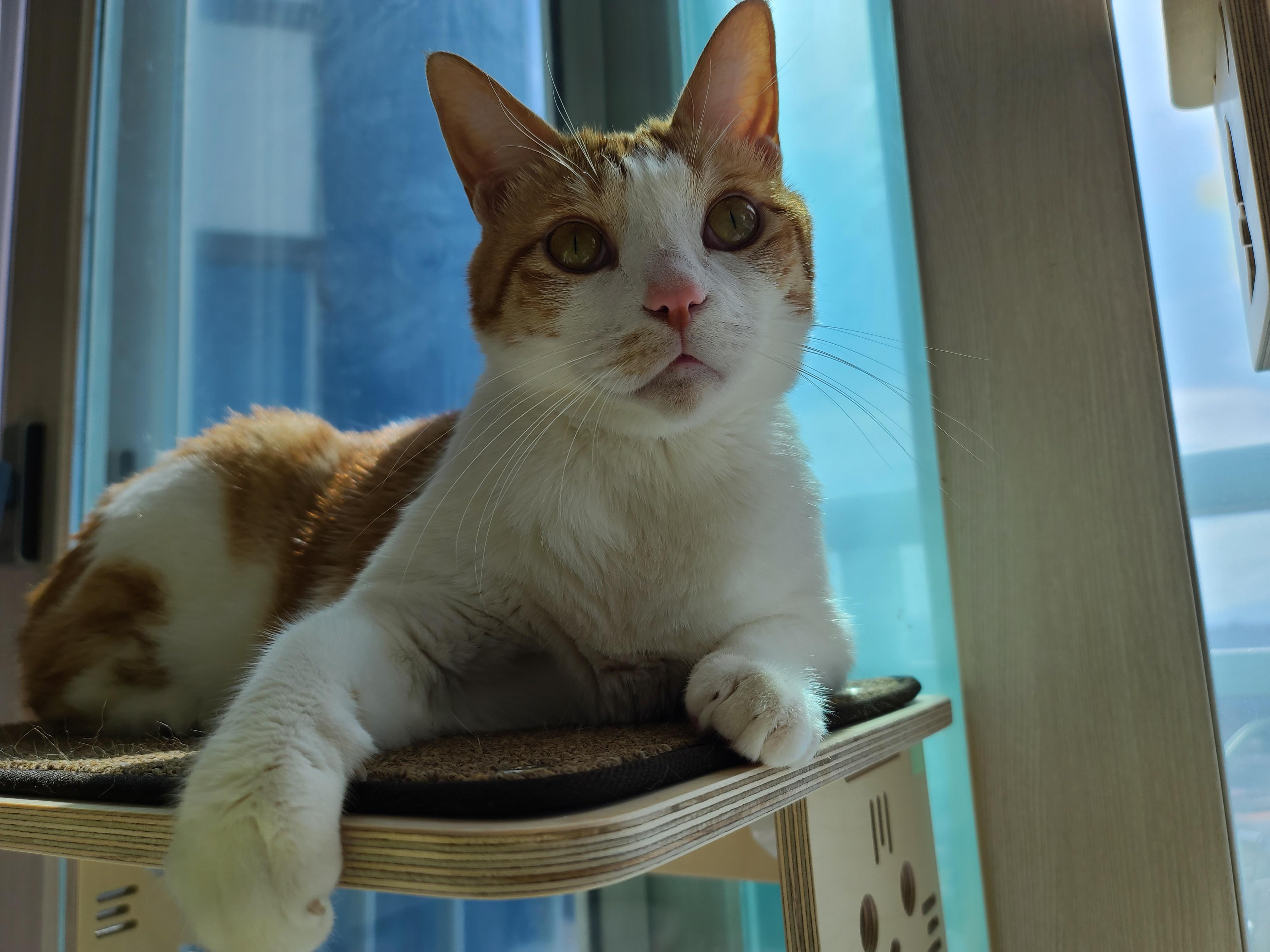 투명캣볼마니아 요미 (feat.잔뜩 눌린 볼따구)