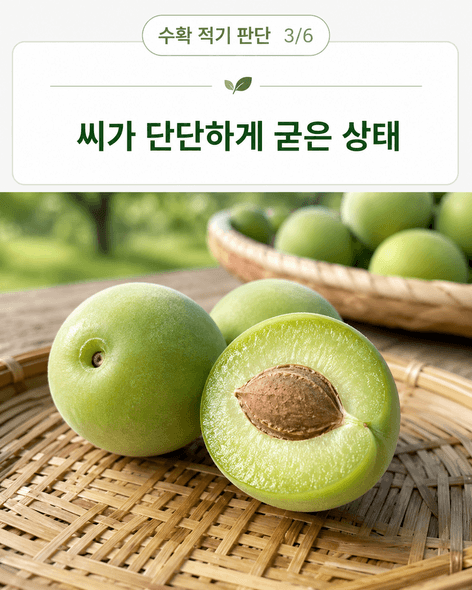 매실수확시기