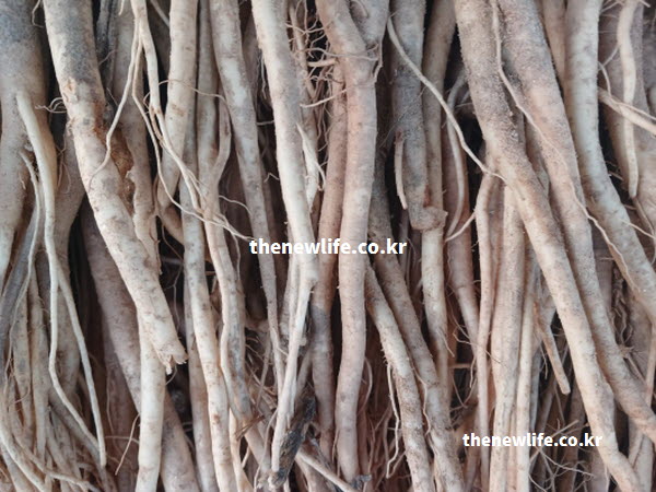 혈당 관리에 좋은 도라지 효능과 천연 인슐린 성분을 보여주는 실물