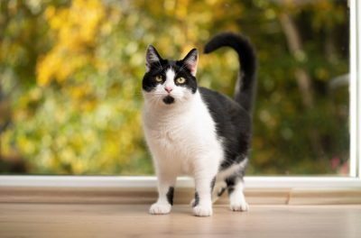 쳐다보는 고양이