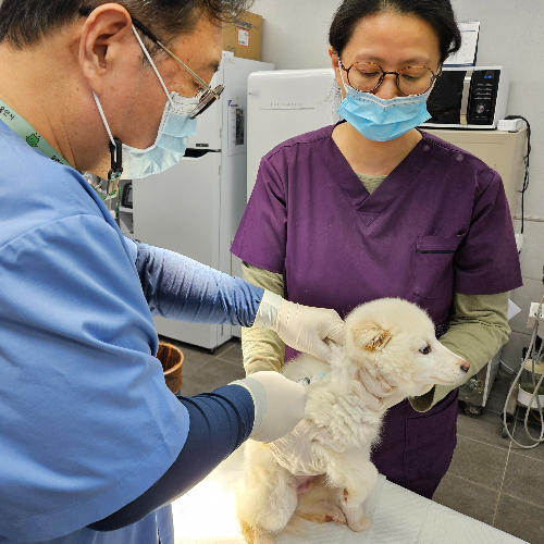 용인특례시는 4월 한 달 동안 상반기 광견병 예방접종을 실시한다