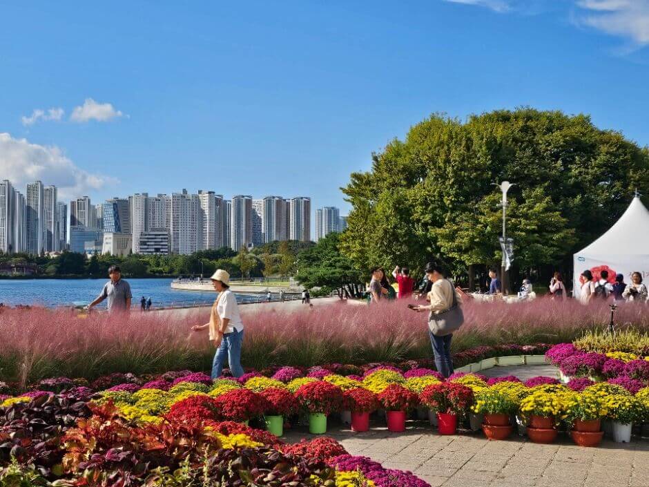 2025 고양가을꽃축제 총정리 : 일산호수공원 가을 풍경 정원에서 즐기는 꽃과 쉼