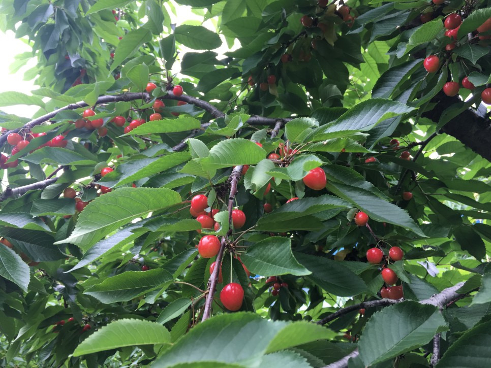 2025 음성명작페스티벌&amp;#44; 명품 먹거리축제