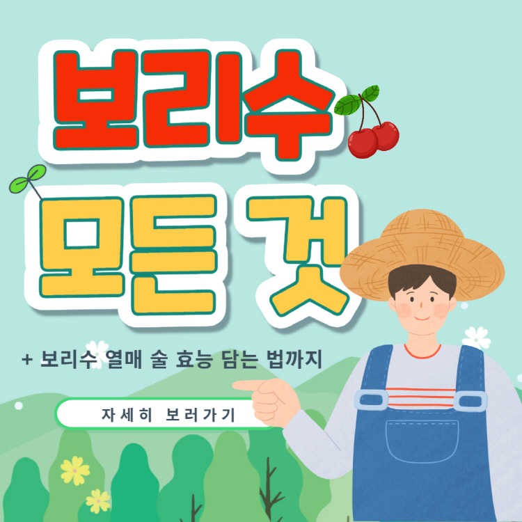 보리수 열매 효소 효능 담는법 먹는법 완벽정리(+보리수 열매 술 효능 담그기)