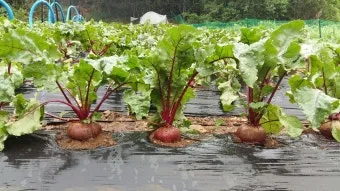 비트 재배 씨앗 불리기 발아 촉진 솎아 내기_12