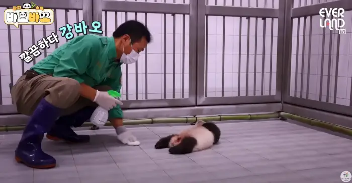 아기바이오-판다