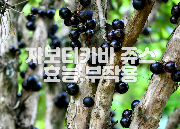 자보티카바 나무 몸통에 열매가 열려있다