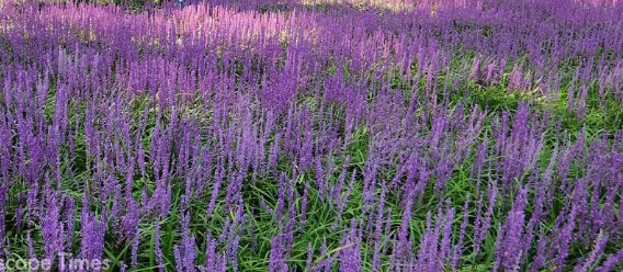 맥문동이란? 맥문동 잎과 꽃&amp;#44; 뿌리