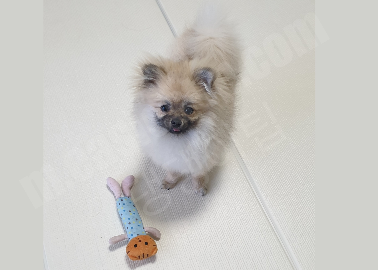 슬개골 탈구 증상이 있었던 포메라니안