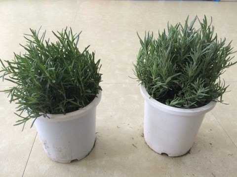 자기장에 반응하는 식물 &ndash; 식물은 지구 자기를 느낄까?