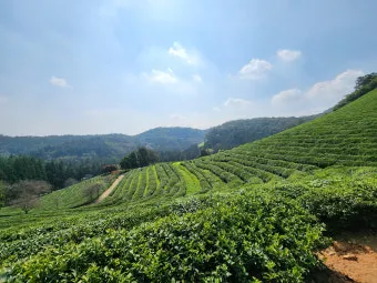 보성 녹차밭 대한다원 입장료 주차 코스 정보 총정리_22