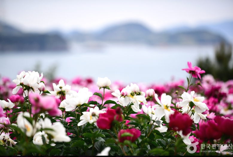 고흥 작약꽃밭