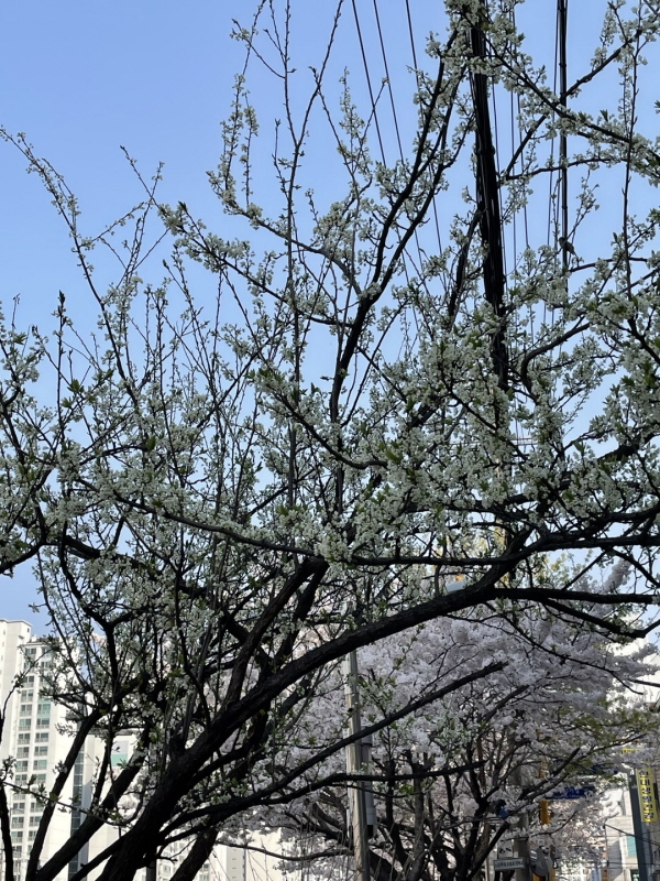 벚꽃명소