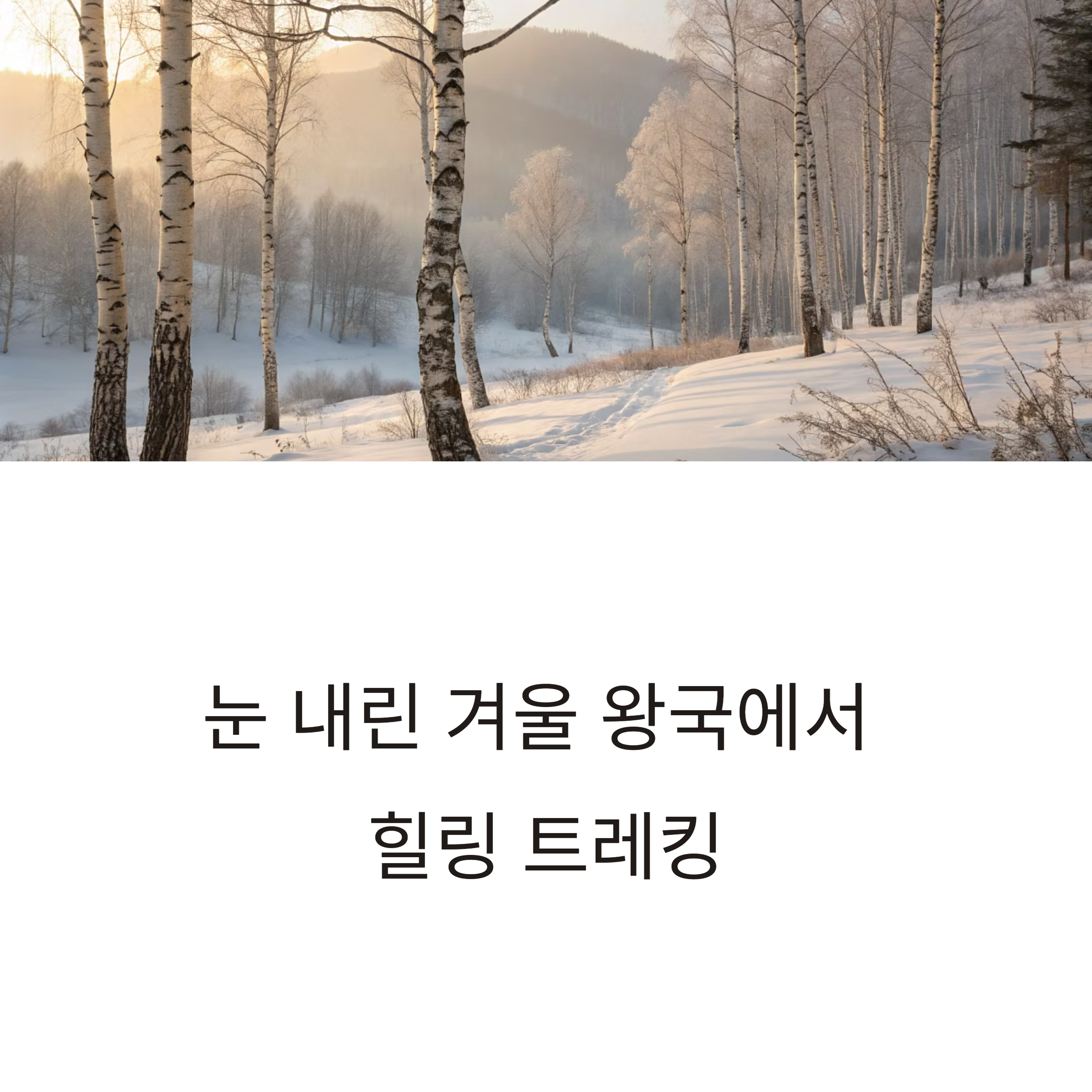 강원도 인제 자작나무 숲