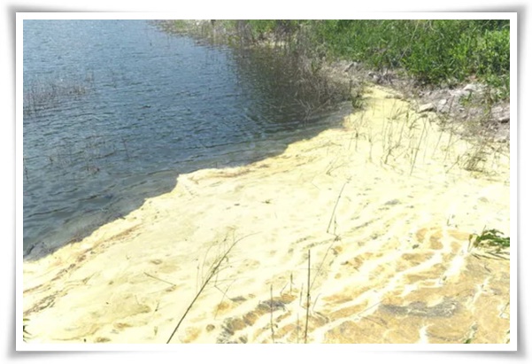 &quot;송화가루, 송진가루&quot; 솔솔 날아온 자연의 선물 노란 가루 효능과 알레르기 대처법!
