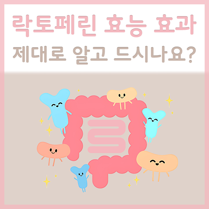 락토페린이-활동하는-모습