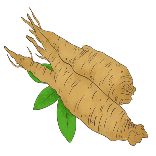 더덕효능