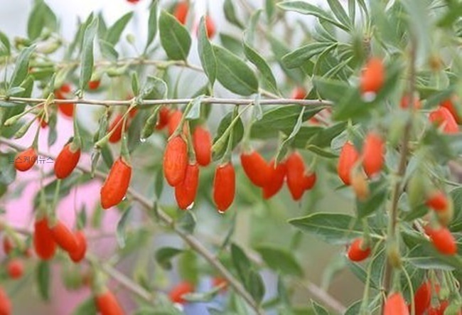 홍국균 발효 구기자