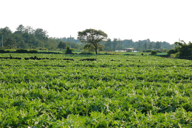 수경재배 시스템에서 천연 효모를 이용한 CO₂ 공급 기술