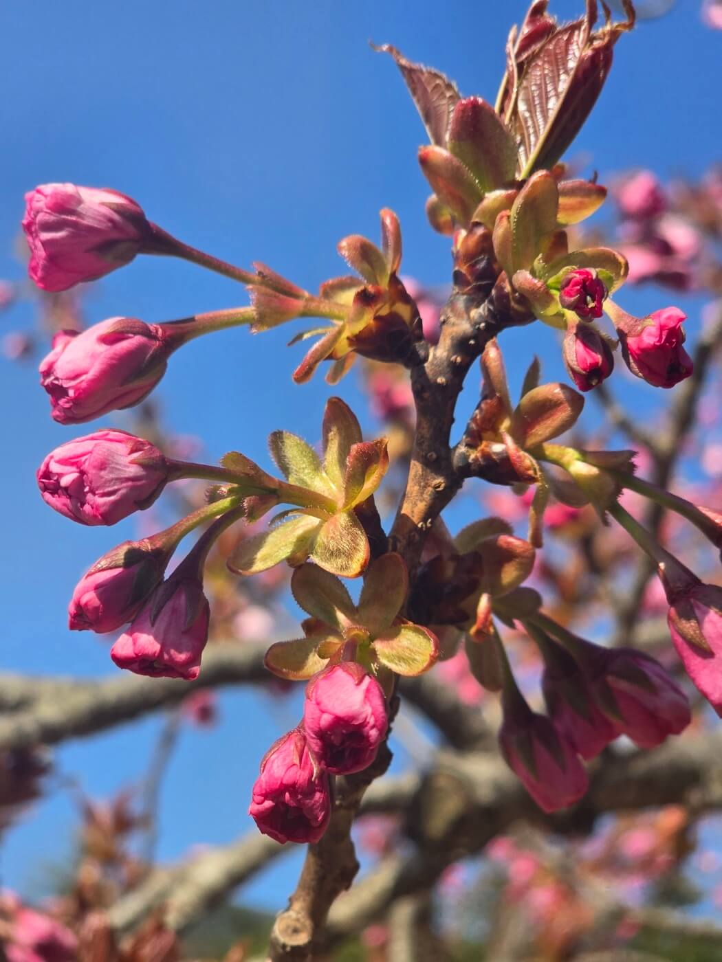 겹벚꽃4월15일자