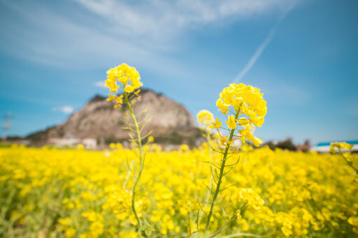 유채꽃 명소