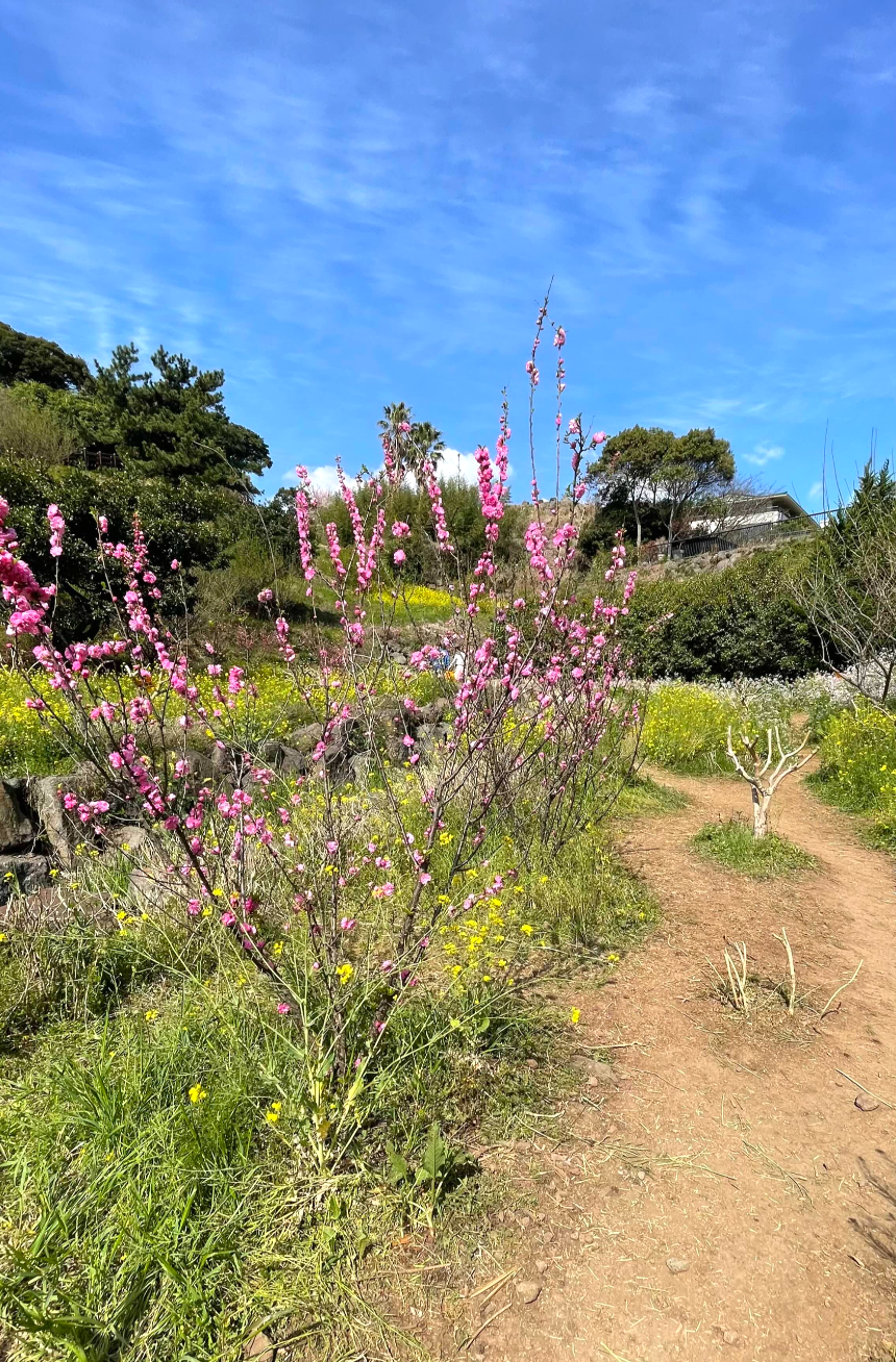 중문 미라지 올라가는 길8