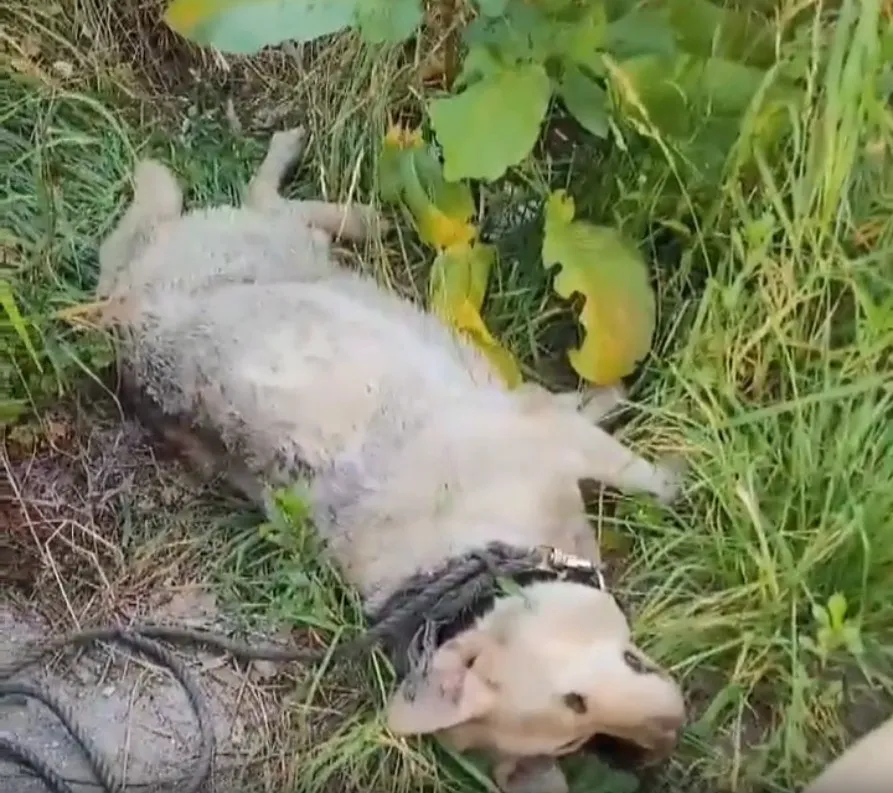 리트리버 구더기 다루