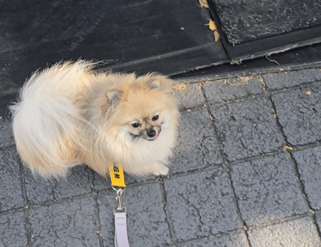 슬개골 탈구 수술 후 잘 걸어다니는 강아지