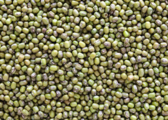 숙주의 항암 효과