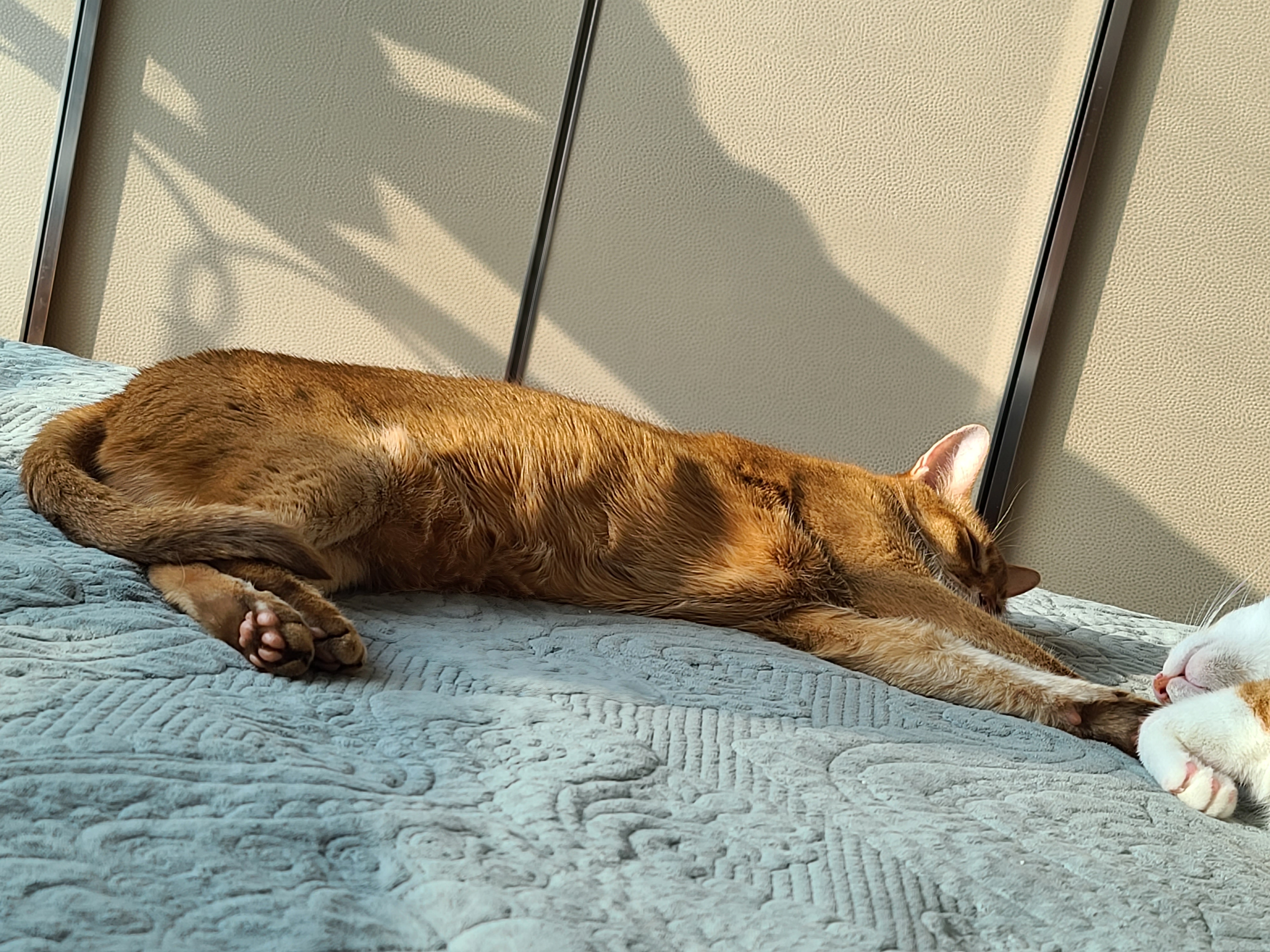 아비시니안 루나와 치즈냥이 호야의 동침