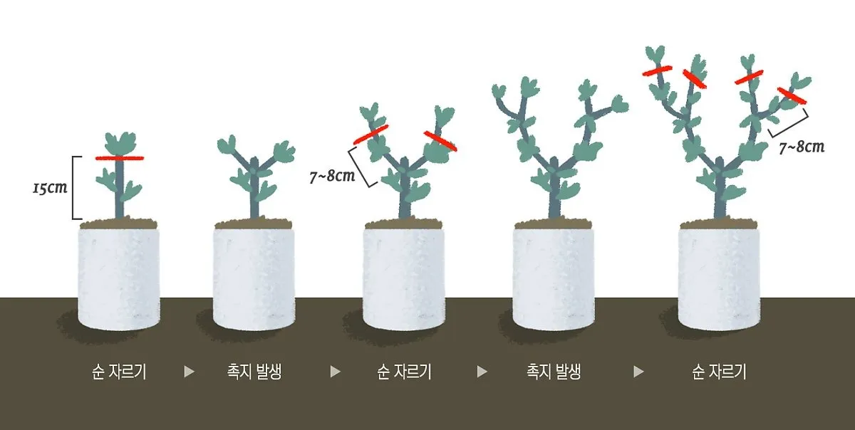 가지치기 요령 도구소독 새순유도 수형잡기 건강하게 키우기_4
