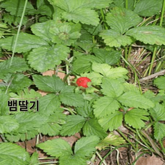 뱀딸기의 영양소 및 효능, 채취방법, 요리 레시피