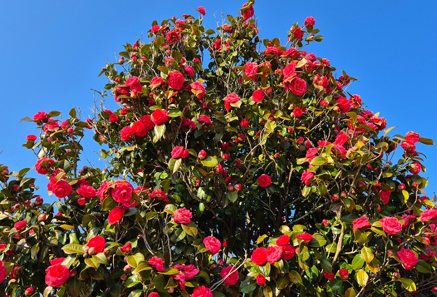 태안 튤립축제 기간 입장료 할인