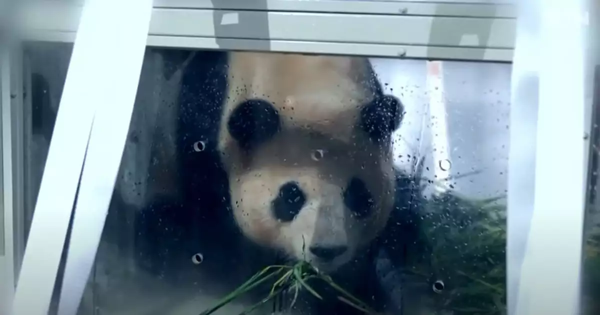 푸바오 중국 가는 날