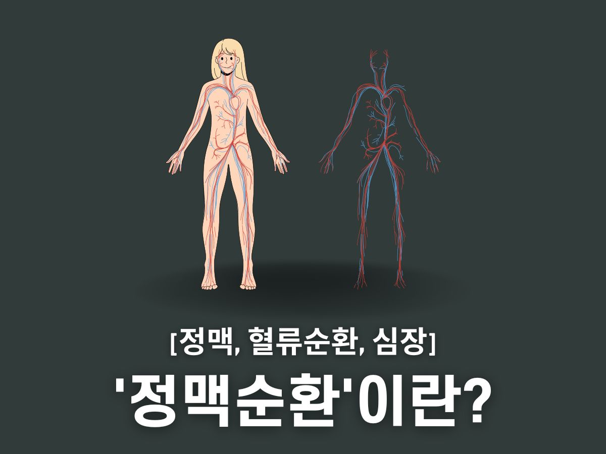 정맥순환