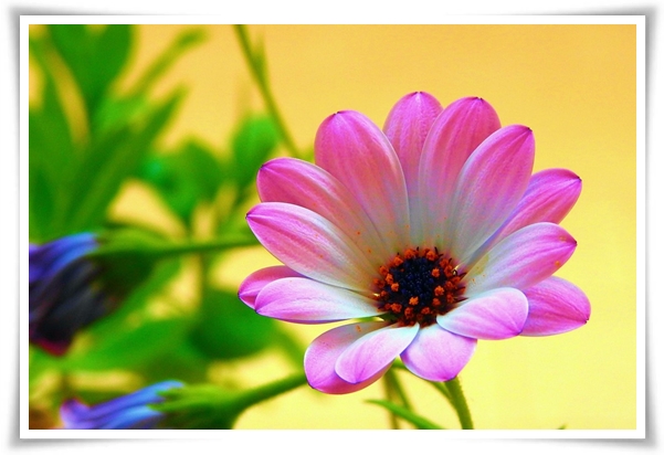 "마가렛" 상큼함으로 일상을 물들이는 꽃, 키우기부터 활용까지 완벽 가이드!