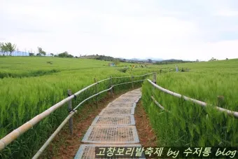 고창 청보리밭 축제 방문자 혜택_16