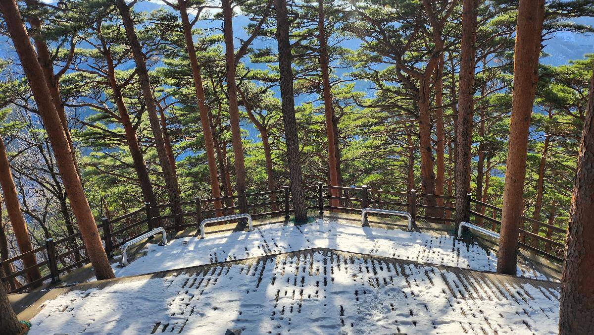 산림청 명품숲길 겨울 트레킹 : 대관령소나무숲길, 국가숲길·금강송