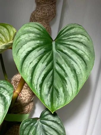 필로덴드론 물주기 지지대세우기 분갈이 비료관리 튼튼하게 키우기_5