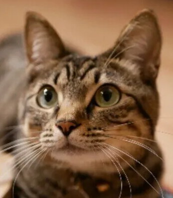 고양이에게 초콜릿 얼마나 위험한가? 치사량 기준·오식 시 대처법