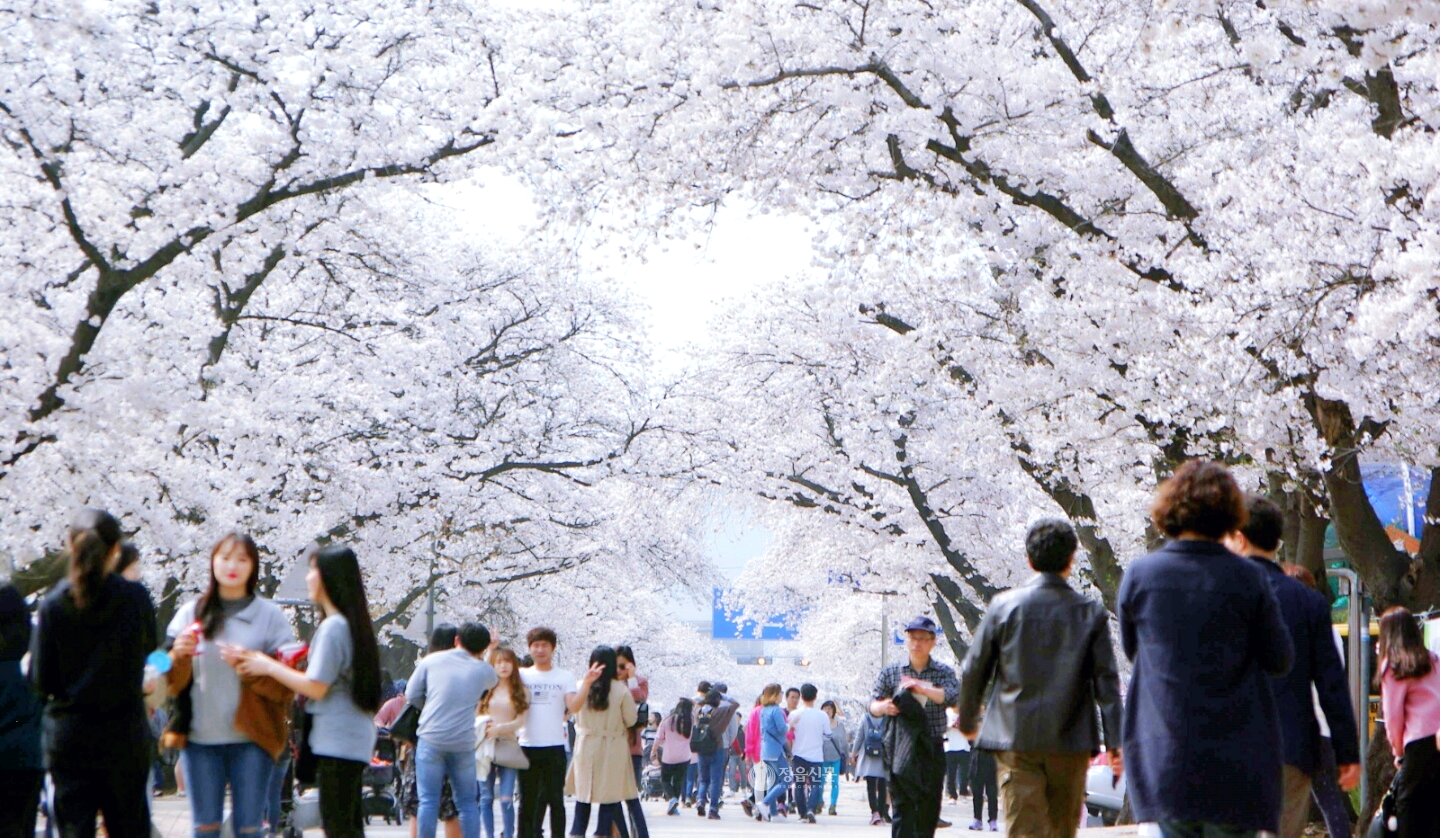벚꽃축제