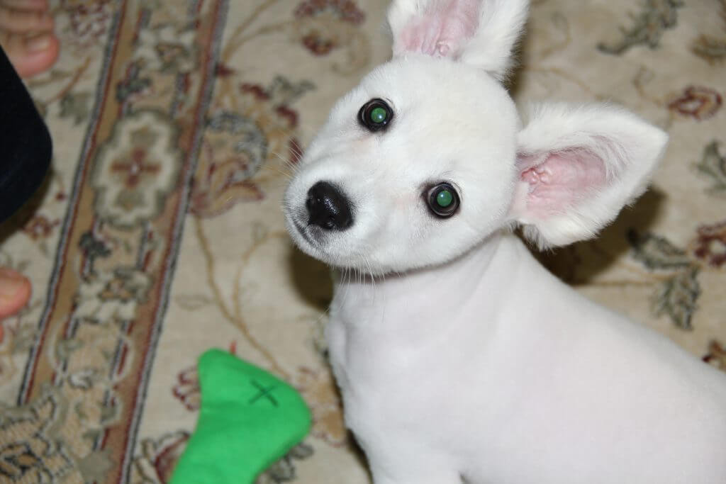 강아지 성장과정 완벽정리