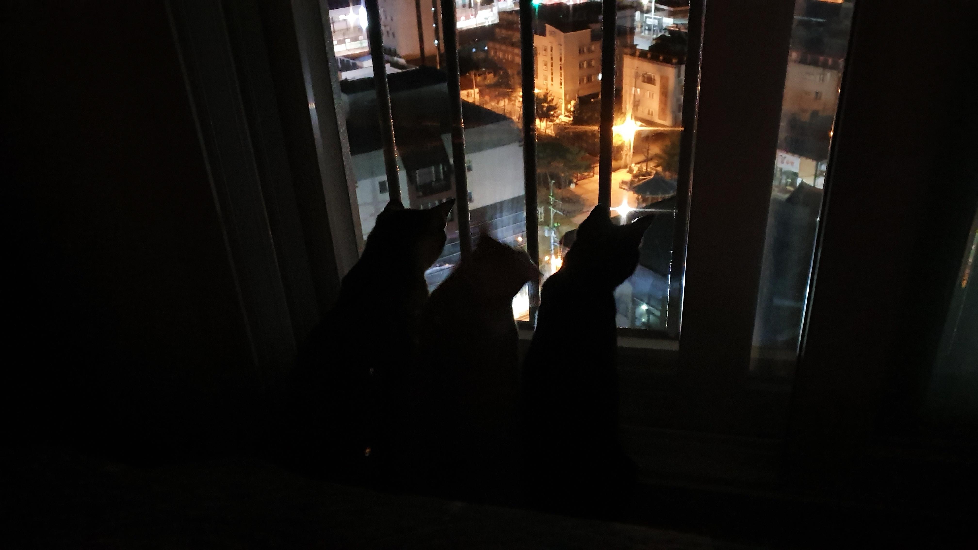 내가 개인적으로 좋아하는 우리집고양이들 사진과 영상.