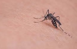 skeeter syndrome