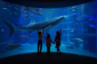 오사카 여행지 추천 가이유칸 수족관